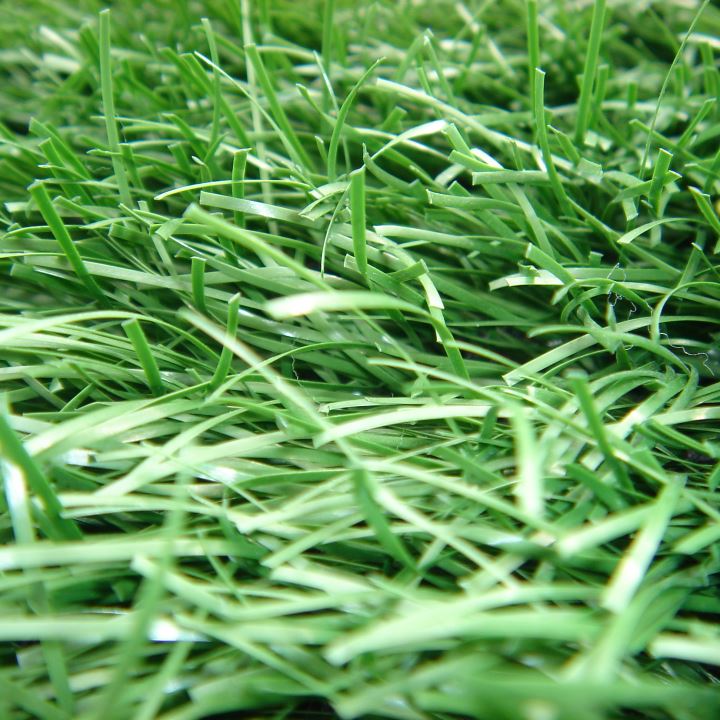 55mm Lion Grass